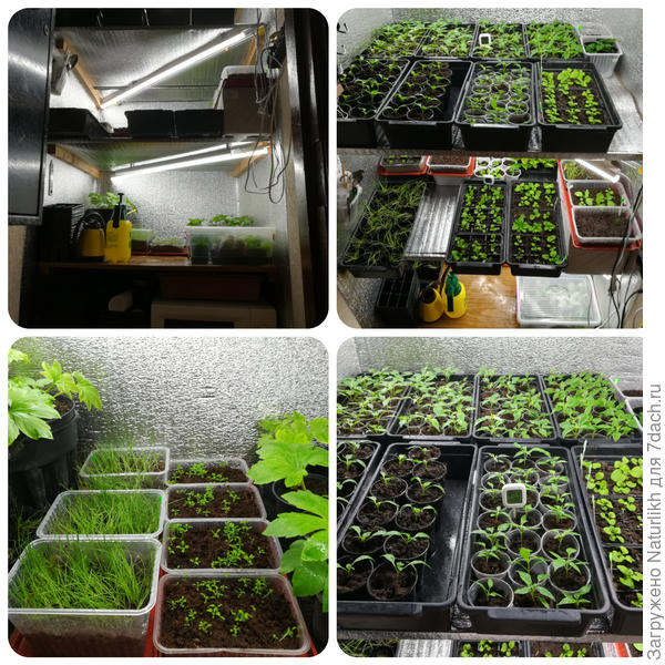 На верхнем стеллаже хранятся горшки. Внизу пропариваю грунт.