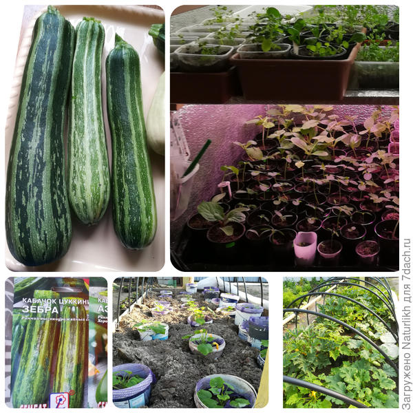 В апреле посадила кабачки в литровые горшки, затем перевалил в ведра.