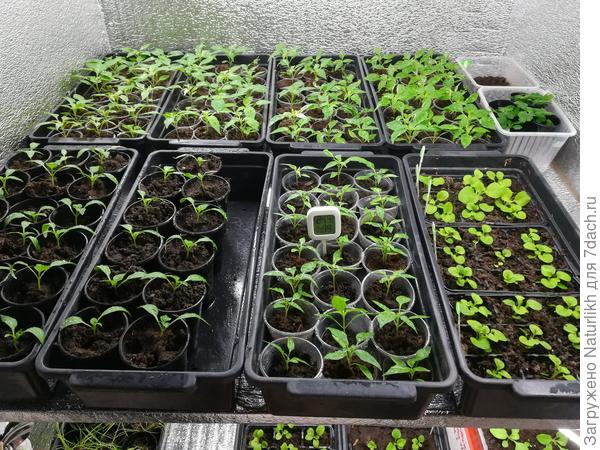 Острые и сладкие перцы, петуния