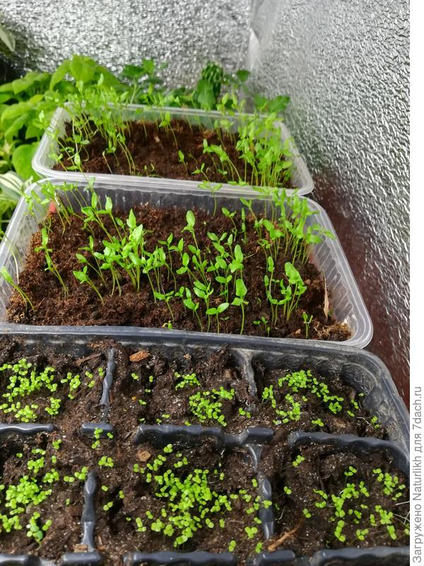 На начало февраля  всходы лобелии и сельлерея