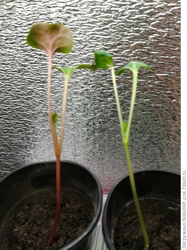 Возможно ли в стадии рассады по цвету стебля   понять, каким цветом будет цвести мирабилис?