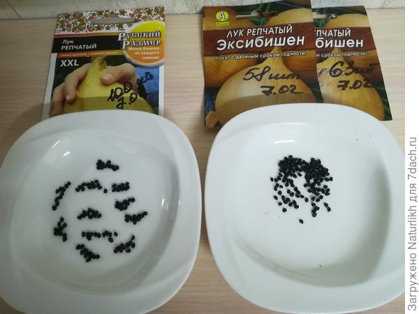 Посев без замачивания 7.02.23