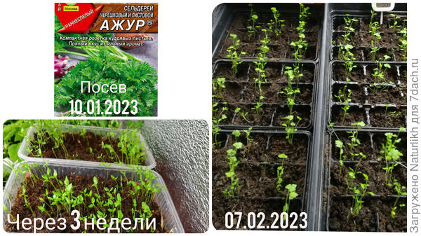 После пикировки ни один сеянец не пострадал.