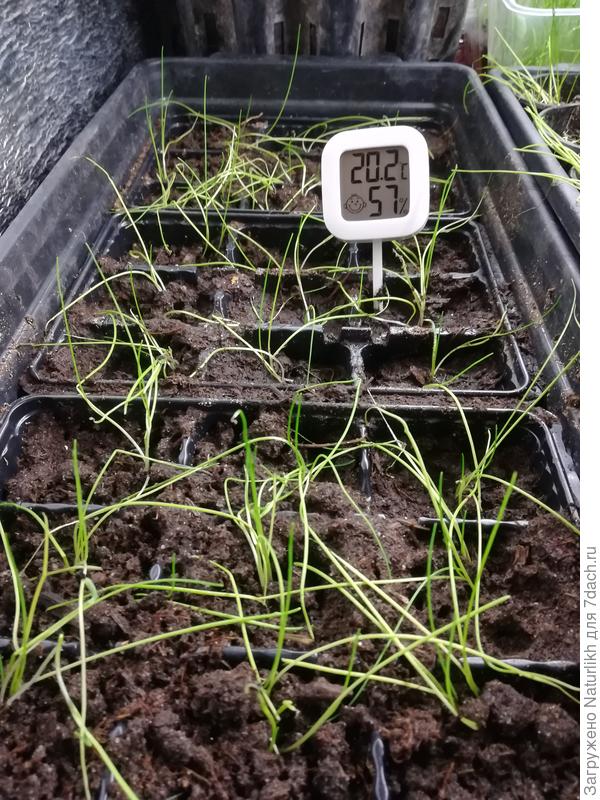 Порей, посев  10. 01.2023