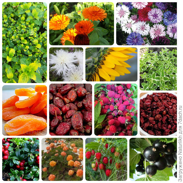 Вкусные и красивые добавки. Сухофрукты покупные. Мята, лепестки календулы, василька, подсолнуха, кусочки кураги, яблока, плоды шиповника, малины, барбариса, морошки, плоды и листья  земляники, брусники, смородины, вишни.