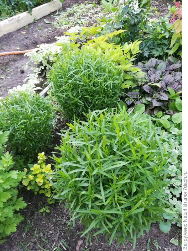 После стрижки тархунчик выглядит очень красиво.