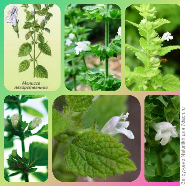 📍исключительно культурное растение, в России выращивается только мелисса лекарственная. Есть пестролистный сорт данного вида.  📍Не разносится по участку с остатками корневищ 📍Иногда вымерзает, самосевом практически не размножается.  📍Листья мелиссы яйцевидные, при ос­новании закругленные (нет сердцевидного выреза. Сжатой структуры, опушенные 📍Цветки у мелиссы  собраны в мутовки, а мутовки в кисти, но они не столь густые. Соцветие облиственное. 📍цветок  похож на раскрытый зев  с двумя губами, направленными вверх и вниз. Верхняя часть из 2 сросшихся зубцов, нижняя из удлиненного центрального и 2 боковых.