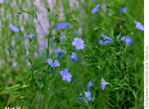 Вырастает обычный голубой Лен. Я в детстве с бабушкой из такого снопы вязала.