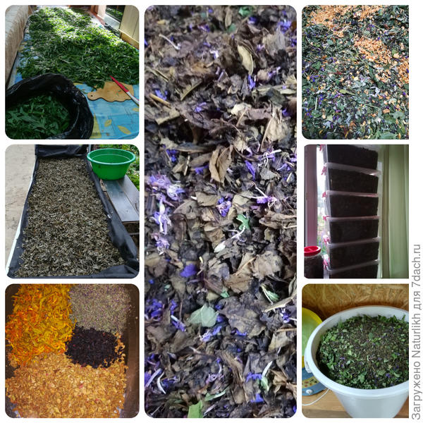 Каждый год объем заготовленного чая увеличивается. В сё начиналось с трезлитровой банки.