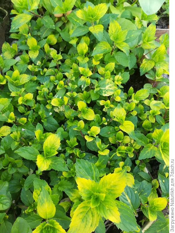 Имбирная, листик с желтыми штрихами