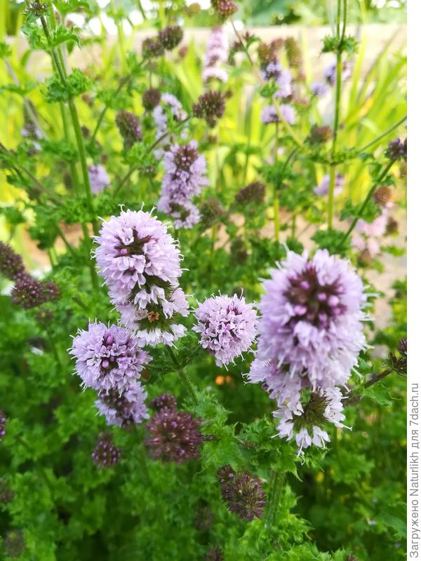 Та самая красивая, сидячие курчавые и почти круглые листочки. Но очень тяжёлый аромат