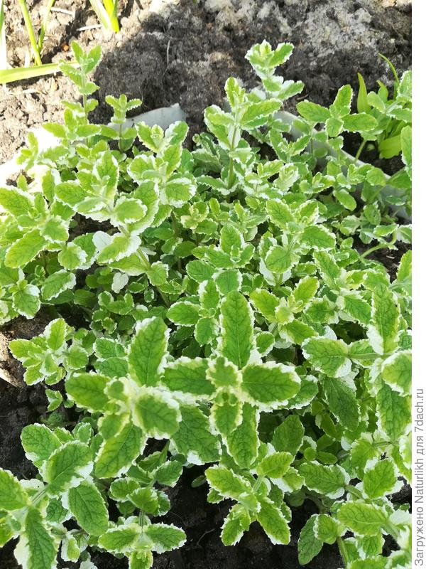 Ананас пестролистный, листик меньше, чем у ялочной