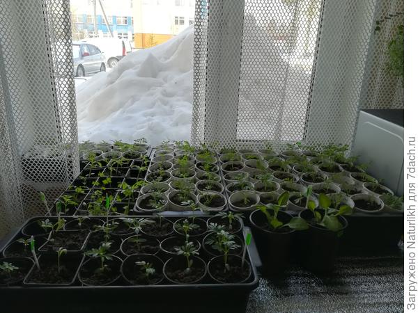 В городе тоже снег сошёл, опять окно завалило. Рассада медленно переползает из кладовки на подоконники, а сегодня уже захватила и  часть кухни.