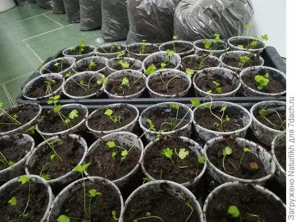 Пока ответа на свой вопрос незнаю, натыкала , но корешок и прищипывала, и немного загибала..