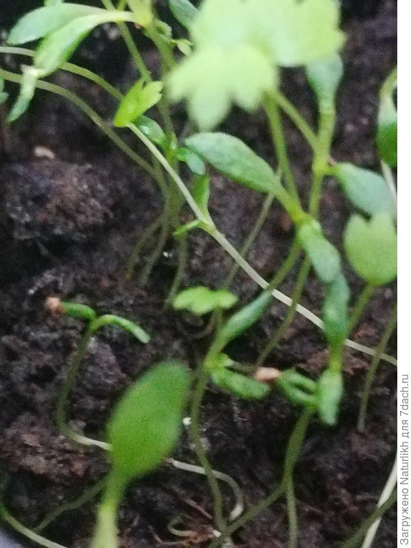 Отбраковала много у корневого. В некоторых емкостях и выбрать нечего. В стаканчиках, где сеяла поверхностно, проростки появились, но не скинули семянную оболочку. Видимо рано сняла крышку контейнера. Сильно тянулись.