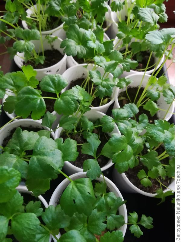 Черешковый растёт в кладовке на полу, там градусов 16 сейчас. Раз в неделю &quot;подползаю&quot;, чтобы полить.