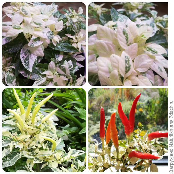 Фото прошлого года