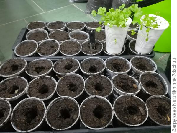 Сижу с этой малышней и поглядываяю на черешковый, посеянные в январе.