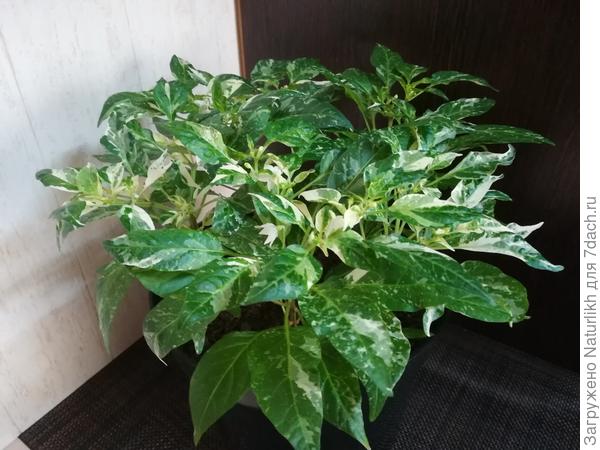 Ушу. Сейчас цветёт тот, который высажен в большую ёмкость. Летом горшки выставляла на улицу в тень под папоротники.