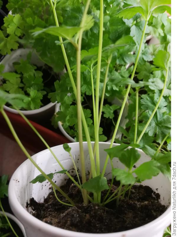 Коняка прям.