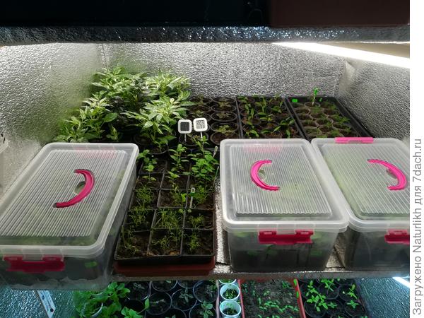 Вербена, брахикома. В контейнерах черенки петуний