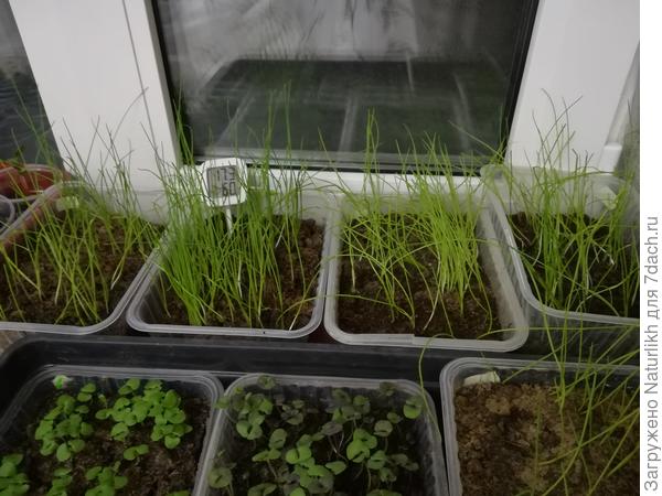 Новенькие посевы порей Гулливер и немного базилика