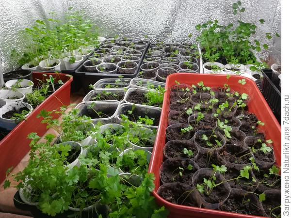 Сельдерей на полу. В прозрачных емкостях распикированный корневой.