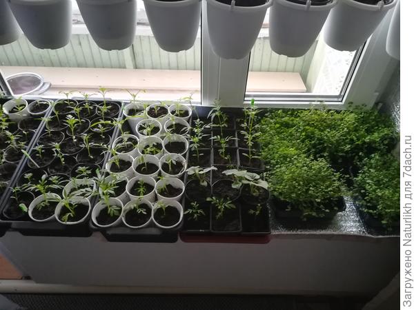 . В верху и по середине закрепили деревянные черенки для кашпо с подвесом.