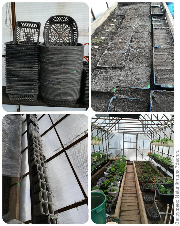 В начале мая начну сеять рассаду зелени в корзины и контейнеры, в июне эти посевы  вынесу на улицу или высажу на грядку, и начну потихоньку перевозить домашнюю рассаду опять же сначала  в теплицу. После 15. 06 высадка в грунт. Собрать помидоры, кабачки надо успеть  к концу августа.  2-5 сентября первый заморозок.