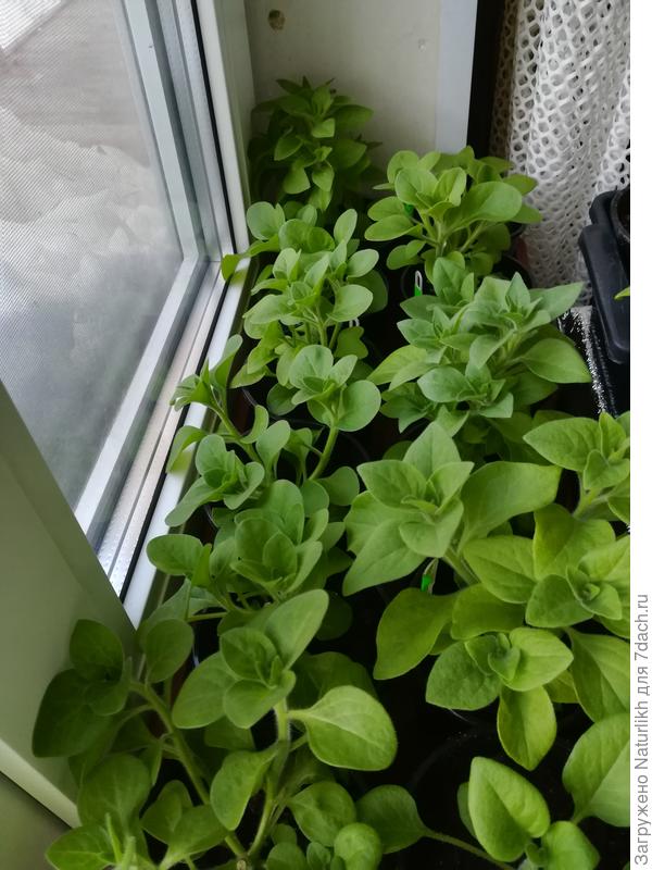 Чиканые кустики опять обросли, тесно. Жду мая, там в тепличку в 3л горшки переселю.