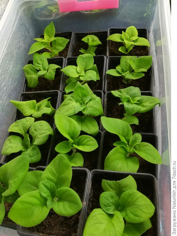 Начеренковала три контейнера макушек