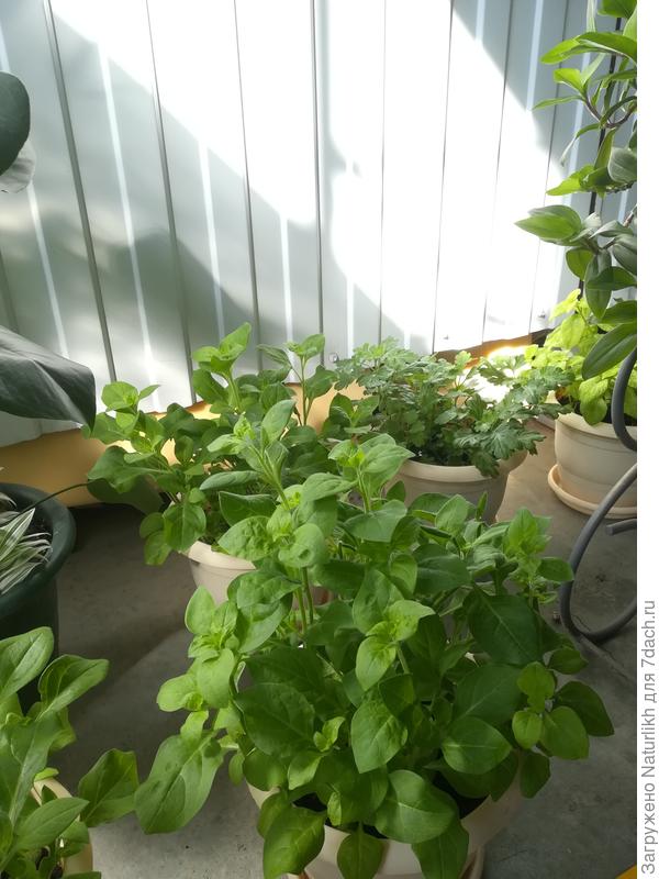 Теперь думаю, как на дачу перевозить буду, до высадки ещё 1, 5 мес