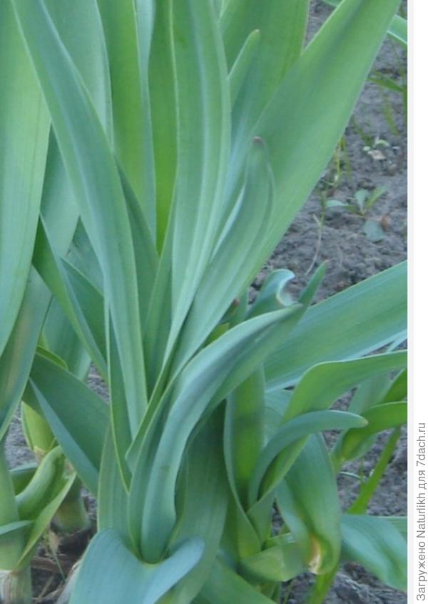 Косой цветёт желто-зеленым, широкий лист/перо с заостренным кончиком. Отрастает рано, вначале появляется пышная  розетка, потом вытягивается  ствол. Не желтеет  до конца лета, лишь немного усыхают нижние листья.. Личные фото смогу показать в июне.