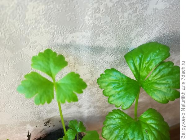 Сравниваю корневой Карлсон, черешковый Ажур