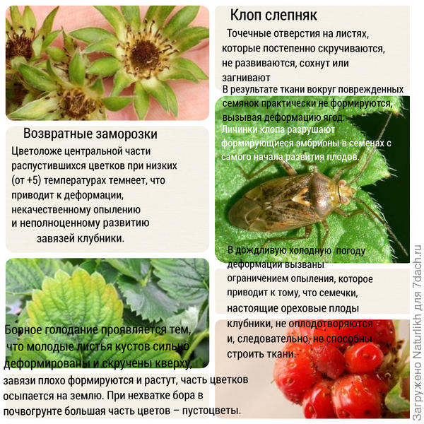 Причины корявых ягод