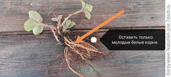 Тут тоже срезайте корявые листья и старые корни.