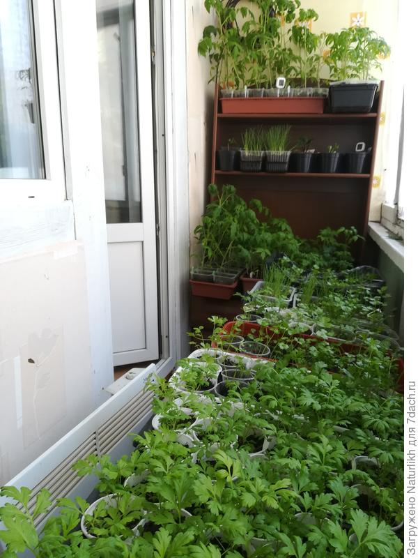 Во второй половине мая  поедут томаты, петунии, луки и наверное корневой сельдерей.