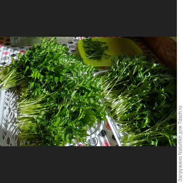 Мизуна, июньский сбор