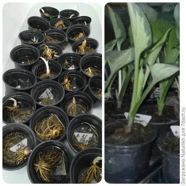 Эти бирки удобно использовать при хранении, замачивании и обработке корешков и клубней, вместе с хозяином кочуют по горшкам и клумбам.