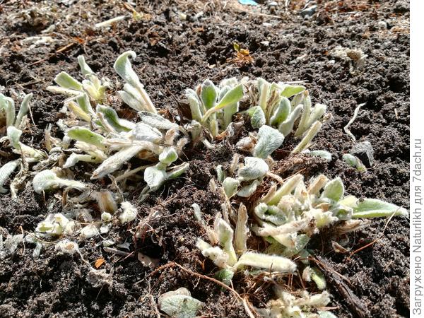 Вот такой он сегодня. У нас первый тёплый день.