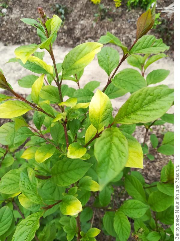 Один куст из четырёх явно хочет выделиться