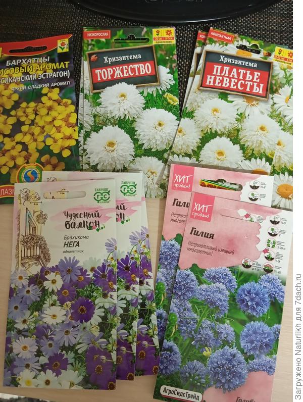 В планах анисовые бархатцы, наконец то нашла их и в ракетах именно эти семена, а не пересорт. Снова посею брахикому, она чудесная . Гилия понравилась на картинке, но ни разу не выращивала. Под большим вопросом хризантема инодорум. В отзывах пишут, что цветки не махровые. Типа такая укропная ромашка не вызвала восторга.