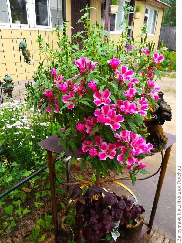 Случайно задели и обломили 2 цветущих ветки.  то оставшаяся часть 1 растения в 10л горшке.