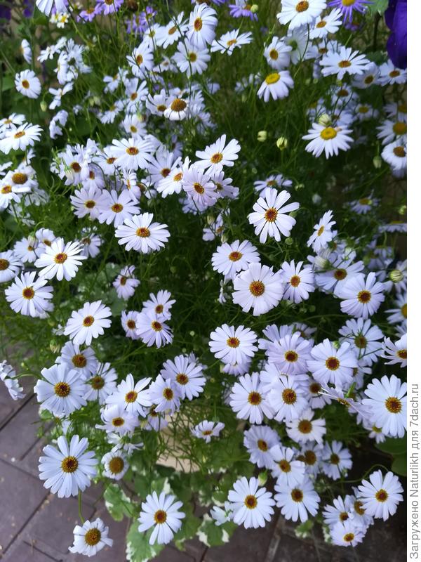 Брахикома. Смесь.