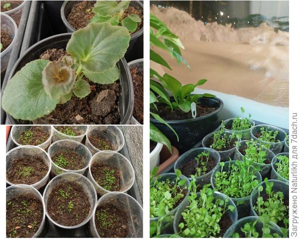 Несколько сеянцев бегонии , всходы вмпельной лобелии и уже большенькая кустовая лобелия.