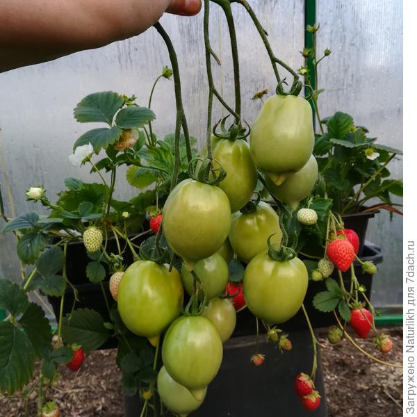 23 сентября. Ночью окончательно померзли огурцы в теплице. С томата цитрусовый сад сняла такие гроздья. Только первая и вторая кисть