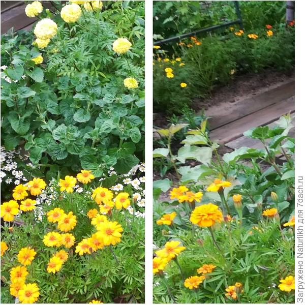 Сюрприз от Агрос. Триплоидные бархатцы Портос.