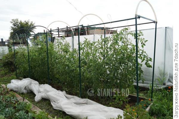 Фото чужое. Но мысль с вертикальной и горизонтальной подвязкой интересная. Запланирую на весну изготовление  похожей системы, но наверное пониже.