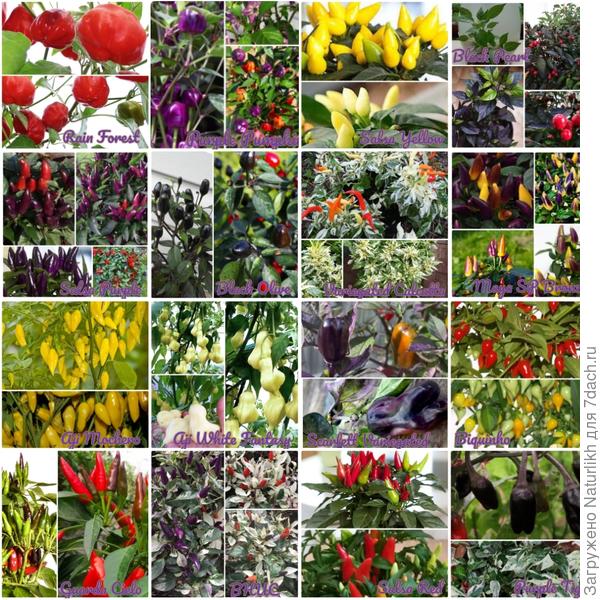 Почти все посеяны