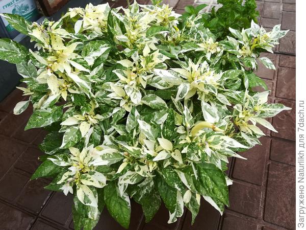 Ушу, вид сверху. Даже 5 шт на 3л горшок